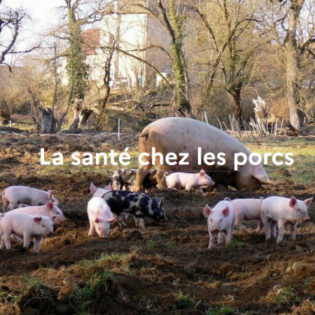 La santé chez les porcs