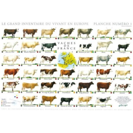 Vaches de France