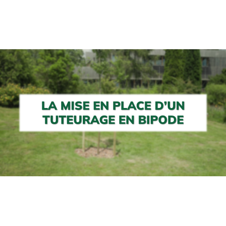 La mise en place d'un tuteurage en bipode