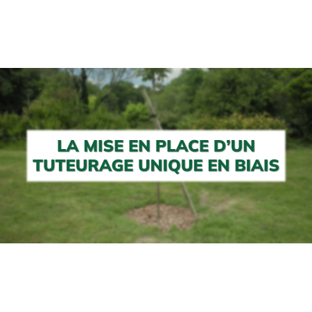 La mise en place d'un tuteurage unique en biais