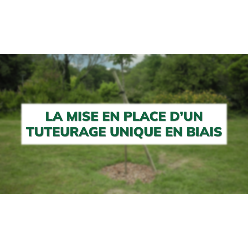 La mise en place d'un tuteurage unique en biais