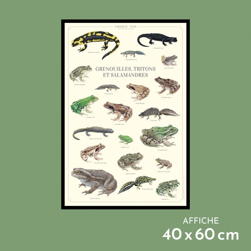 Grenouilles, tritons, salamandres