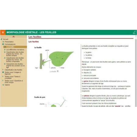 Morphologie végétale : les feuilles