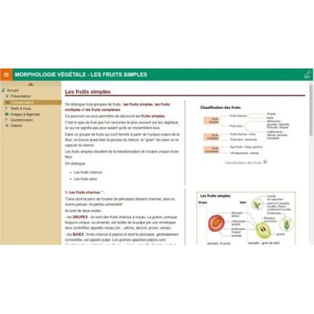 Morphologie végétale : les fruits simples