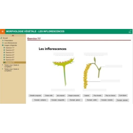 Morphologie végétale : les inflorescences