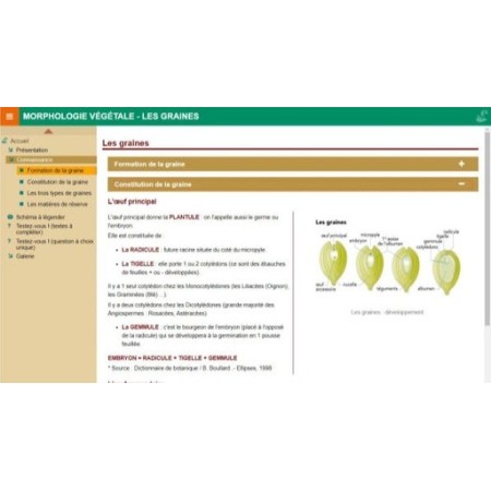 Morphologie végétale : les graines