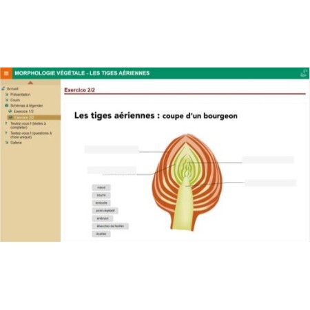 Morphologie végétale : les tiges aériennes
