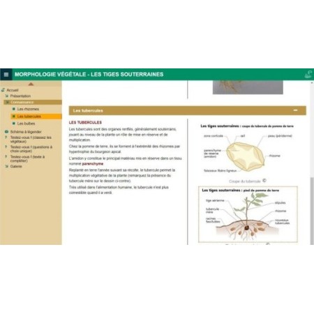 Morphologie végétale : les tiges souterraines
