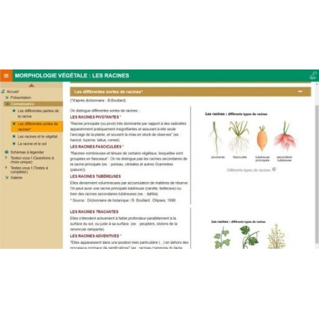 Morphologie végétale : les racines