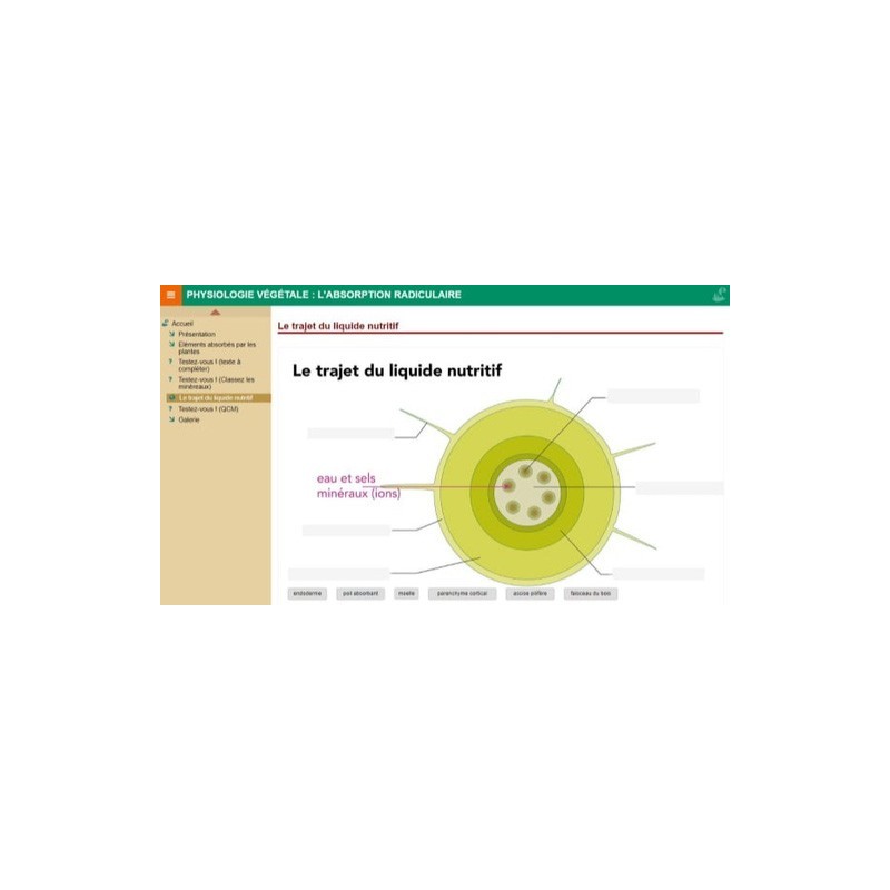 Physiologie végétale : l'absorption radiculaire