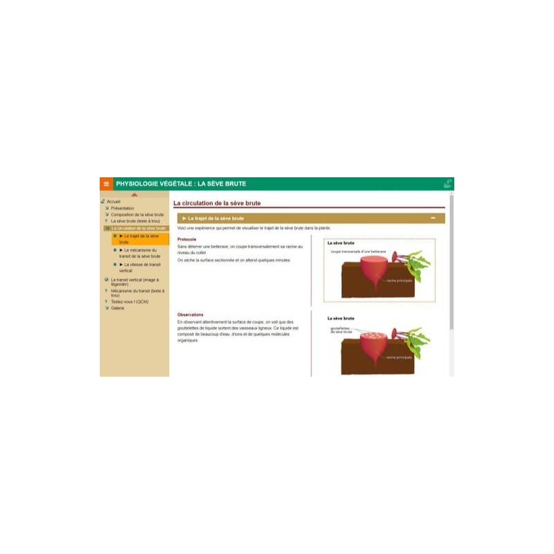 Physiologie végétale : la sève brute