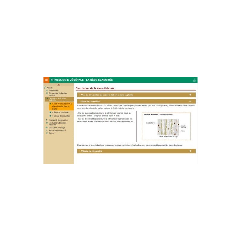 Physiologie végétale : la sève élaborée