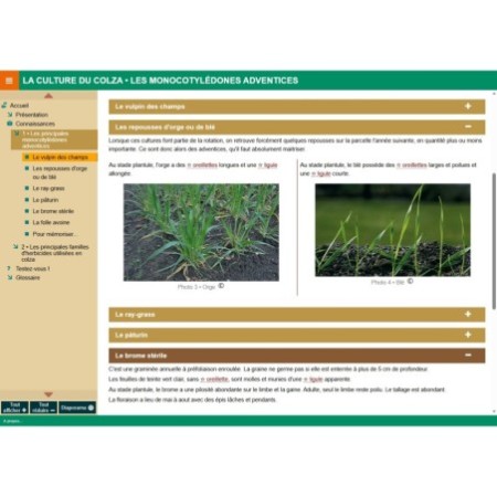 Les Monocotylédones adventices