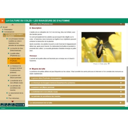 Les insectes ravageurs d'automne