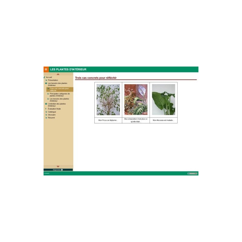 Les plantes d'intérieur