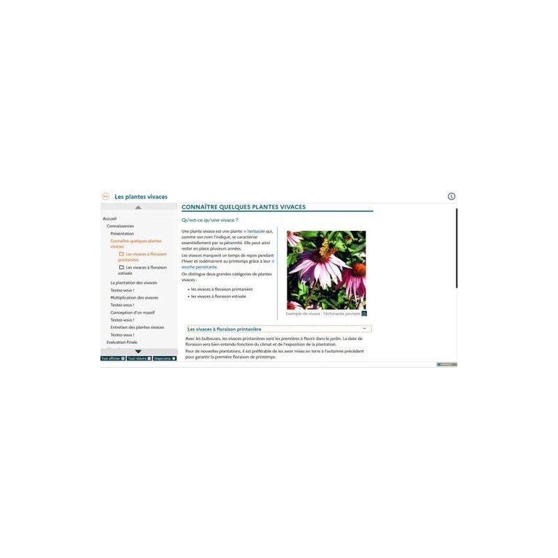 Les plantes vivaces