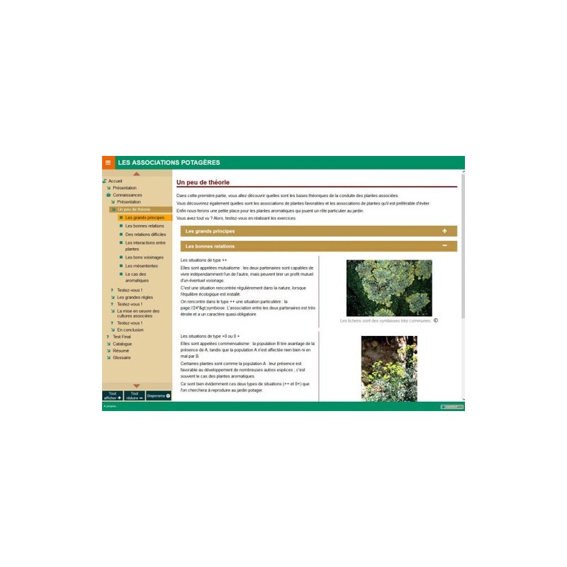 Les associations potagères