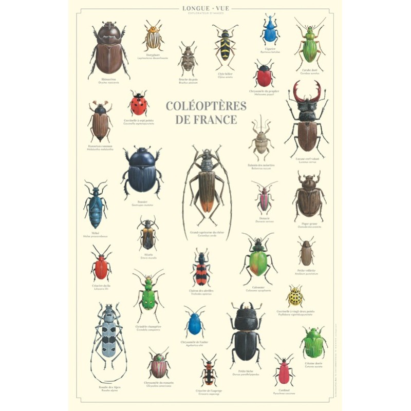 Coléoptères de France