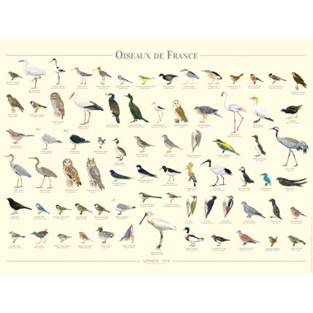 Oiseaux de France