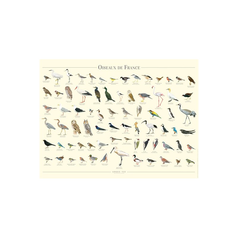 Oiseaux de France