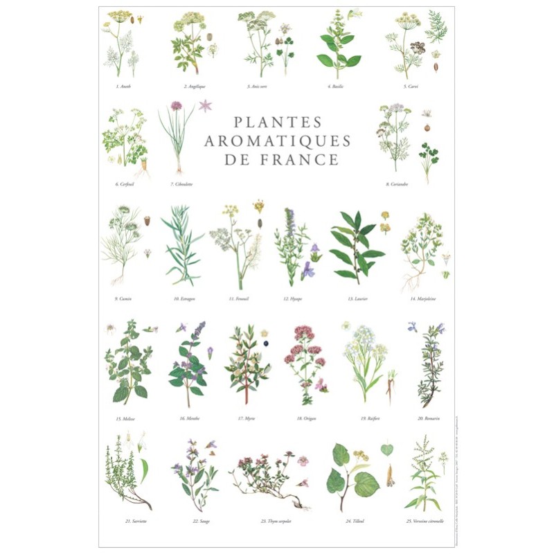 Plantes aromatiques de France