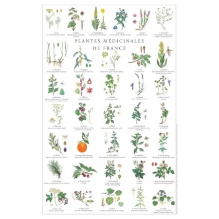 Plantes médicinales de France