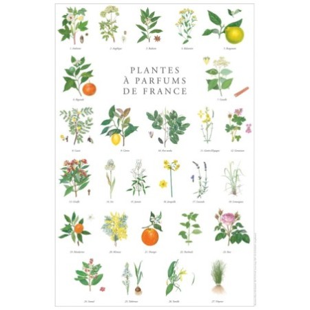 Plantes à parfums de France