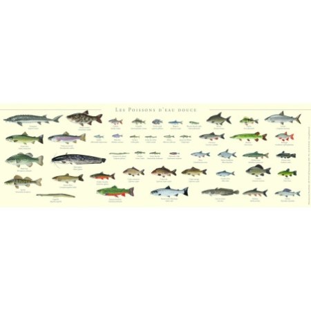 Les poissons d’eau douce