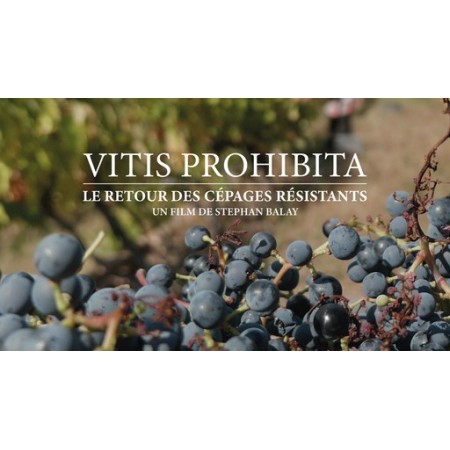 Vitis prohibita