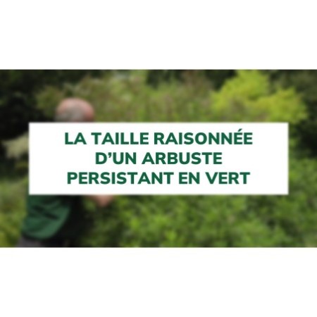 La taille raisonnée d'un arbuste persistant en vert