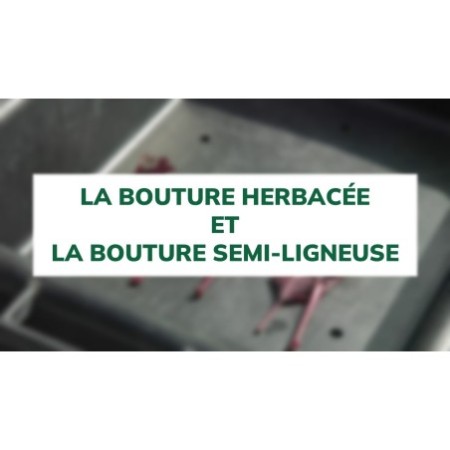 La bouture herbacée et la bouture semi-ligneuse