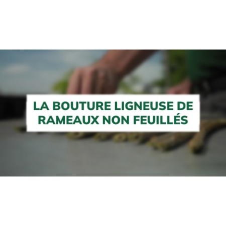La bouture ligneuse de rameaux non feuillés
