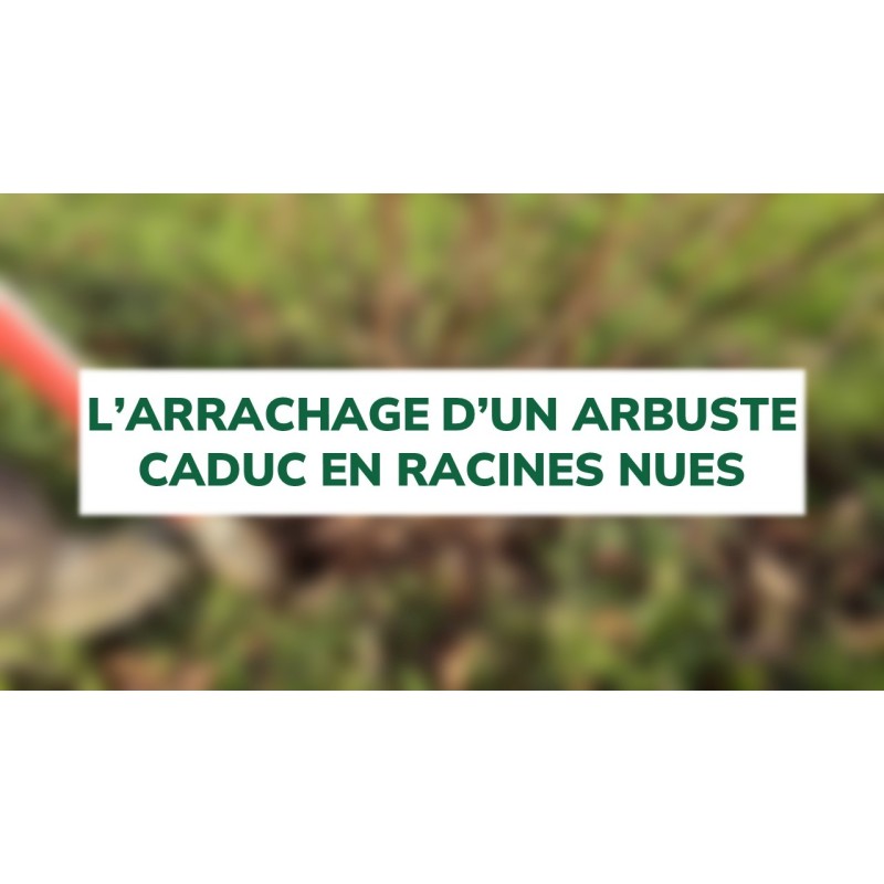 L'arrachage d'un arbuste caduc en racines nues