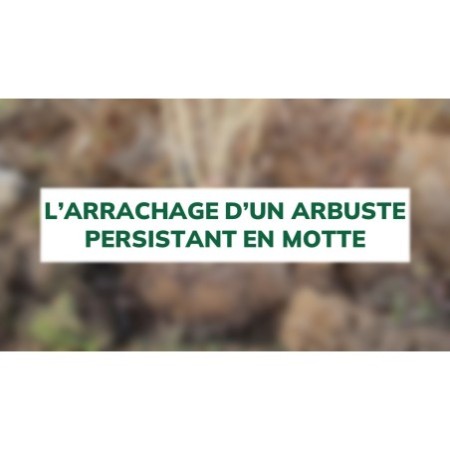 L'arrachage d'un arbuste persistant en motte