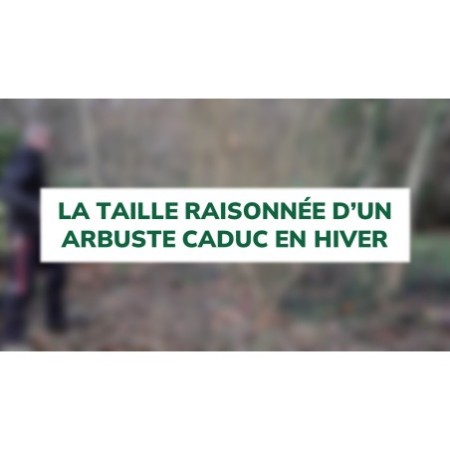 La taille raisonnée d'un arbuste caduc en hiver