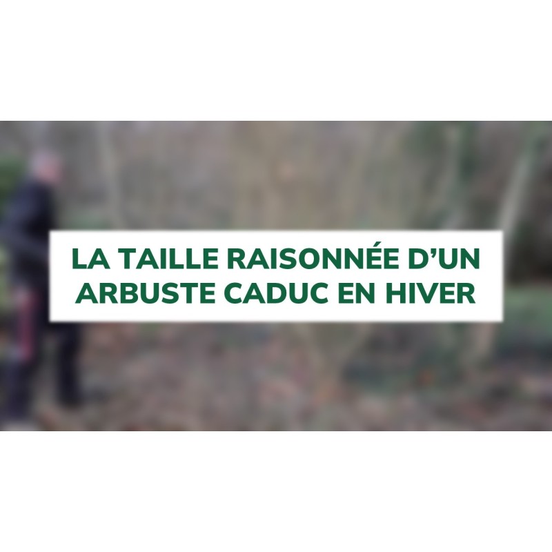 La taille raisonnée d'un arbuste caduc en hiver