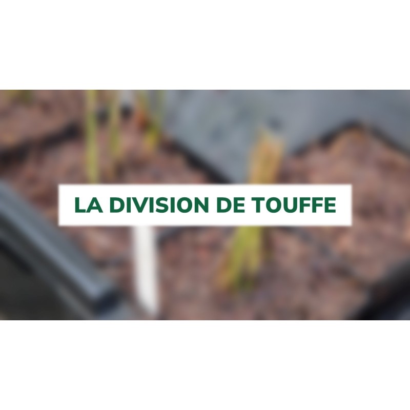 La division de touffe
