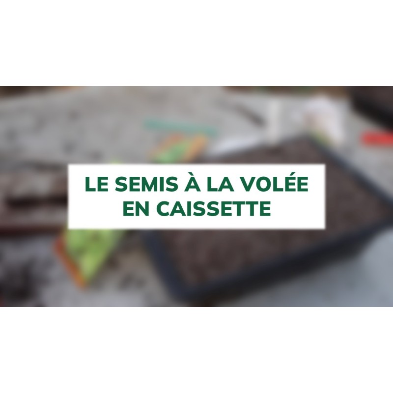 Le semis à la volée en caissette
