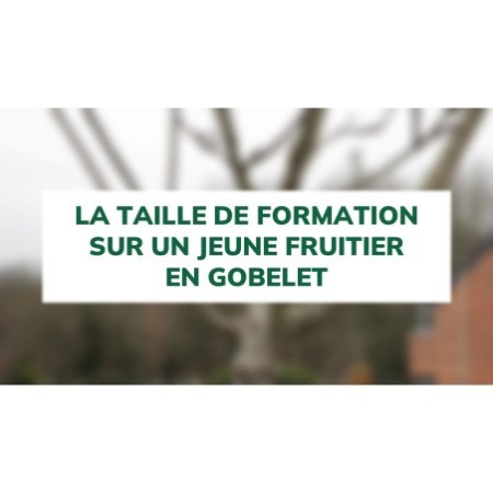 La taille de formation sur un jeune fruitier en gobelet