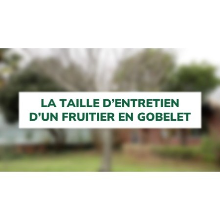 La taille d'entretien d'un fruitier en gobelet