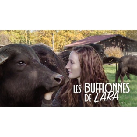 Les bufflonnes de Lara
