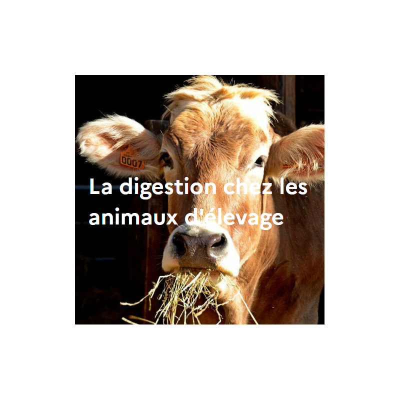 La digestion chez les animaux d'élevage