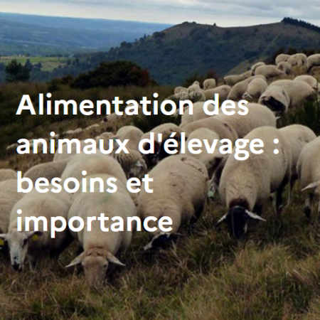 Alimentation des animaux d'élevage : besoins et utilisation
