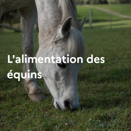 L'alimentation des équins