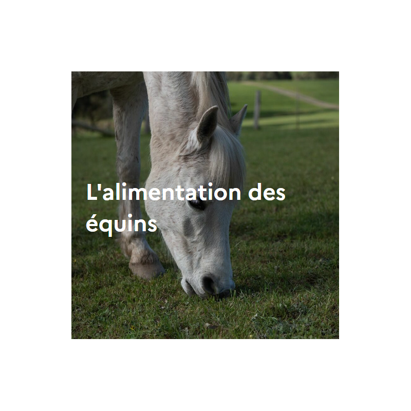 L'alimentation des équins
