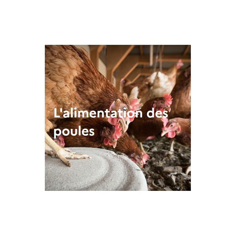 L'alimentation des poules