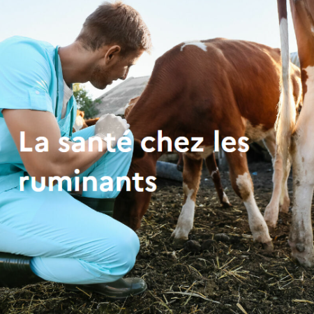 La santé chez les ruminants