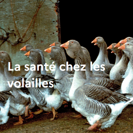 La santé chez les volailles