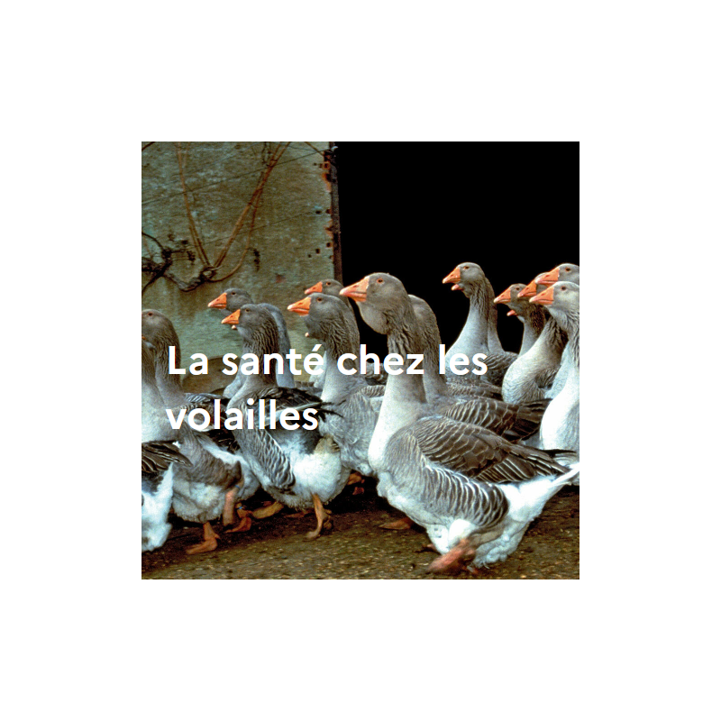 La santé chez les volailles