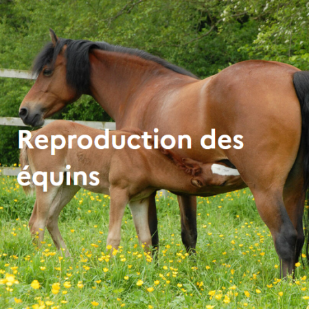 Reproduction des équins